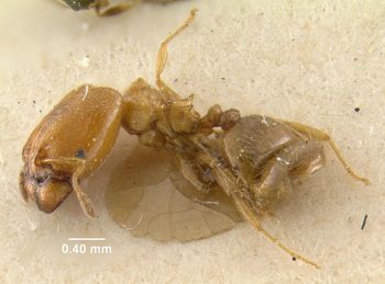 Media type: image;   Entomology 20717 Aspect: habitus lateral view